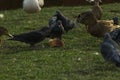 flock of several pigeons and ducks