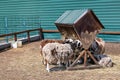 A flock of shaggy sheep grazes hay near a wooden manger