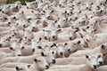 Flock of sheared sheep Royalty Free Stock Photo