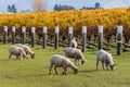 Flock of sheared sheep grazing in vineyard