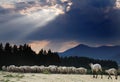 Flock of Sheep Royalty Free Stock Photo
