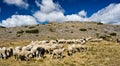 Flock of sheep Royalty Free Stock Photo