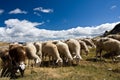 Flock of sheep Royalty Free Stock Photo