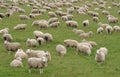 Flock of Sheep