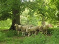 Flock of sheep Royalty Free Stock Photo