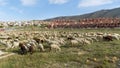Flock of sheep in Alhaurin de la Torre-Andalusia-Spain