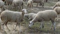 Flock of sheep in Alhaurin de la Torre-Andalusia-Spain