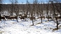Flock of sheep in  an apple orchard in winter Royalty Free Stock Photo