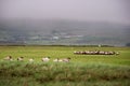 Flock of sheep arranged for movement. Agriculture industry. Team management and organization skill concept. Mountains out of focus