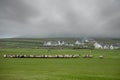 Flock of sheep arranged for movement. Agriculture industry. Team management and organization skill concept. Small village with