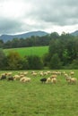 Flock of white sheep grazing in a green meadow in France Royalty Free Stock Photo