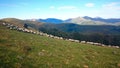 Flock of sheep in the Atlantic Pyrenees on the French Way of Santiago Royalty Free Stock Photo