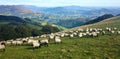 Flock of sheep in the Atlantic Pyrenees on the French Way of Santiago