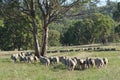Flock of Sheep in Australia Royalty Free Stock Photo