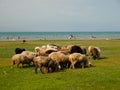 A flock of sheep on the beach