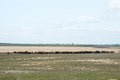 Flock of sheep in a beautiful landscape. Springtime at Villafafila, Zamora Royalty Free Stock Photo
