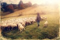 Flock of sheep on beautiful mountain meadow, old photo effect. Royalty Free Stock Photo