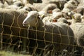 A flock of sheep behind a fence, in the Alps Royalty Free Stock Photo