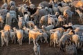 A flock of sheep being fed on a farm Royalty Free Stock Photo