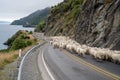 Flock of sheep being herded down a rural, highway road to Queenstown on New Zealand`s South Island Royalty Free Stock Photo