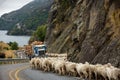 Flock of sheep being herded down a rural, highway road to Queenstown on New Zealand`s South Island Royalty Free Stock Photo