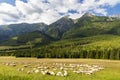 Stádo oviec v Belianskych Tatrách, Slovensko