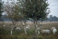 Flock of sheep among birch trees in moorland landscape Royalty Free Stock Photo