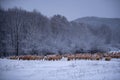 Flock of sheep on a cold morning near the frosty forest.