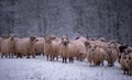 Flock of sheep on a cold morning near the frosty forest.