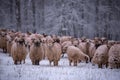 Flock of sheep on a cold morning near the frosty forest.