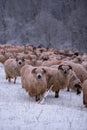 Flock of sheep on a cold morning near the frosty forest.