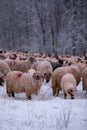 Flock of sheep on a cold morning near the frosty forest.