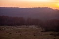 The flock of sheep on a cool evening near the dark forest. Domestic animals returned to the barn in the rural area Royalty Free Stock Photo