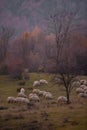 The flock of sheep on a cool evening near the dark forest. Domestic animals returned to the barn in the rural area Royalty Free Stock Photo