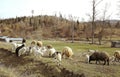 A flock of sheep in a country land