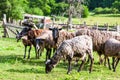 Flock of sheep at countryside farm grazing in field