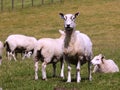 A Flock Of Sheep In Crookham, Northumberland UK