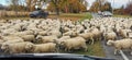 A flock of sheep crossing road in New Zealand Royalty Free Stock Photo