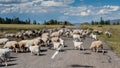 Flock of sheep is crossing the road in Tuva Republic