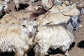 A flock of sheep crossing ZojiLa pass, Ladakh, Jammu and Kashmir, India.