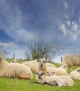 A flock of sheep