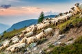 Flock of sheep descend slopes in the Carpathian mountains