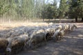Flock of sheep in the desertified forest Royalty Free Stock Photo