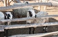 Flock of sheep of different suits in a pen for livestock, preparing to go out to pasture. Royalty Free Stock Photo