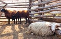 Flock of sheep of different suits in a pen for livestock, preparing to go out to pasture.