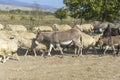 A flock of sheep and donkey on a dirt road blocked the roadway and raised dust. The shepherd is not visible. Bright sky with Royalty Free Stock Photo