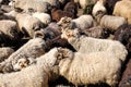 A flock of sheep driven together in a small space Royalty Free Stock Photo