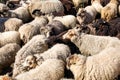 A flock of sheep driven together in a small space Royalty Free Stock Photo