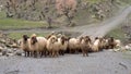 Flock of sheep in eastern anatolia, Bitlis, Turkey