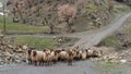 Flock of sheep in eastern anatolia, Bitlis, Turkey Royalty Free Stock Photo